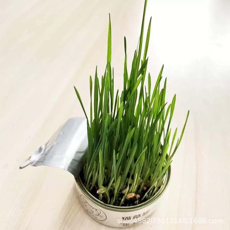 Ленивый кошачья трава в мешках для посадки кошачья трава оптом кошачья трава семена очищает рот кошачья трава домашние животные кошачьи закуски