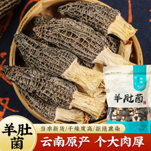羊肚菌云南非野生山珍食用菌菇野山菌炖汤100克代发包邮批发源头