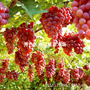 �޽ӟo��8611���ј��m����������䱱���Ϸ��Nֲ����Y���������