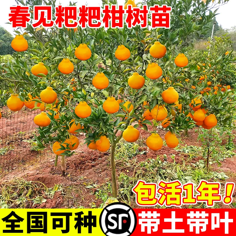 Саженцы Чжунцзяна, саженцы мандарина, привитые плодовые деревья, уродливые саженцы мандарина, саженцы апельсина, саженцы мандарина Чжунцзяна, цитрусовые Чжунцзяна