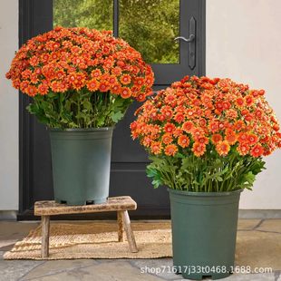 Funsdecor Mums Artificial Sunset Mums������＾�Tǰ�������