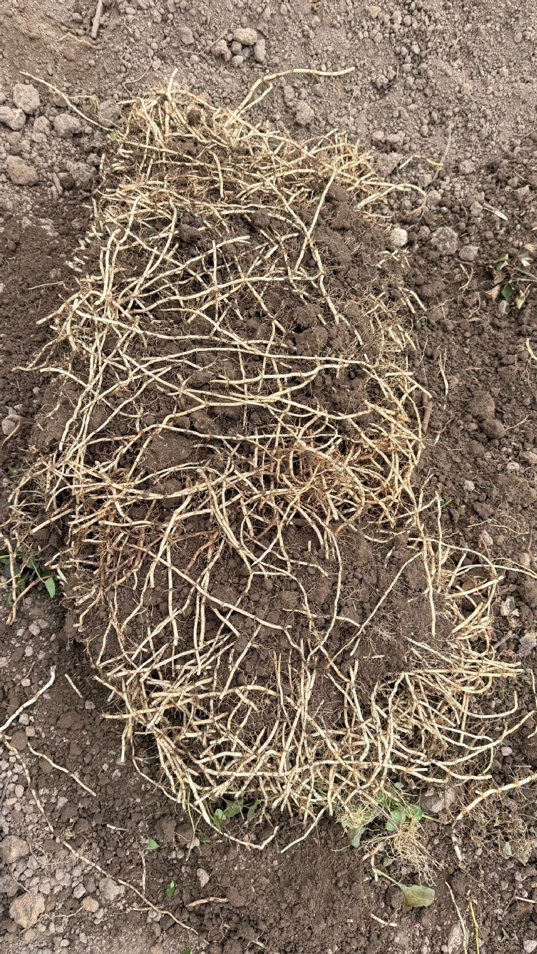 鱼腥草种植2 (22).jpg