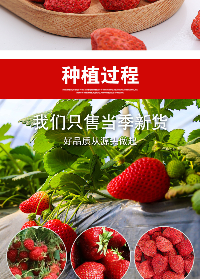 Freeze-Dried Strawberry (Fragaria × ananassa) — Whole Crisp Berry Snack, 500g Bulk in use