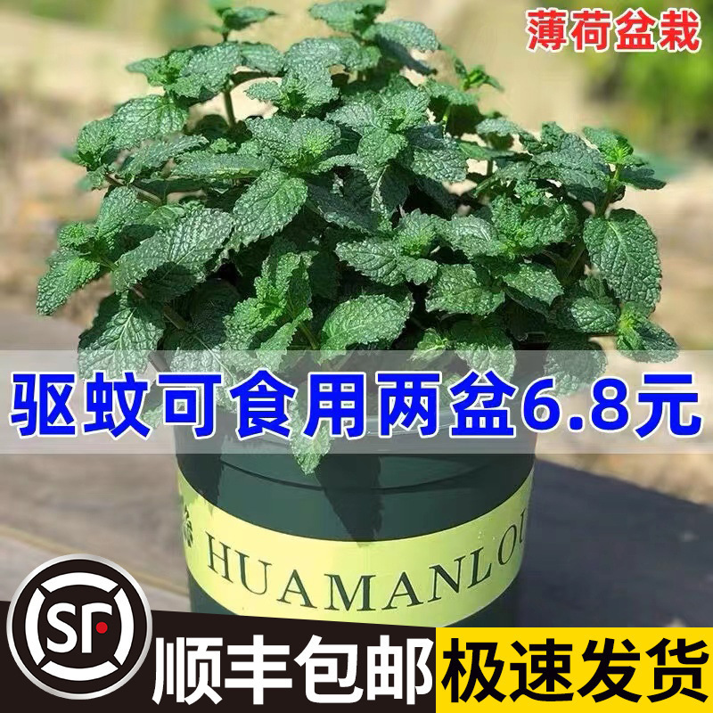 Dropshipping Mint Potted Edible Lemon Mint Hydroponic Plant Rosemary Pothos Green Plant Indoor Flower