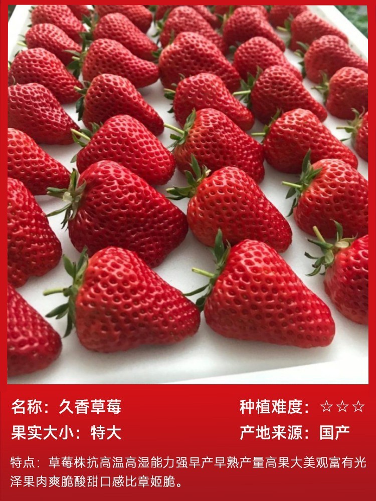 長持ちする香りのイチゴ 15 本 (土で包み、生きたまま)、無料の肥料