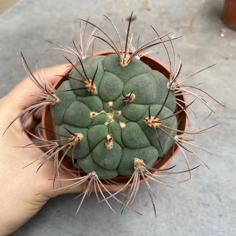 大仙人球コレクション、鉢植えの開花仙人掌、多肉植物、星兜瑞昌玉、玉龍鳳玉、玉翁|undefined