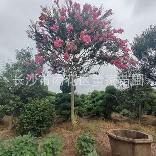 ���������߷�֦��ޱ �t����ޱ�����l ԭ���t�����ޱ���ϻ���ֱ�N