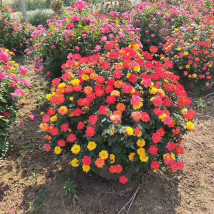 Base Wholesale Modeling Rose Ball Rose Flower Ball Courtyard House Placed Rose Flower Fine Ball Plants