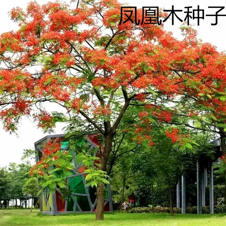 Оптом Феникс семян Огонь дерево семян зеленых рассады оптом