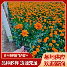 观赏花卉苗 带花苞孔雀草苗圃供应时令草花四季花海