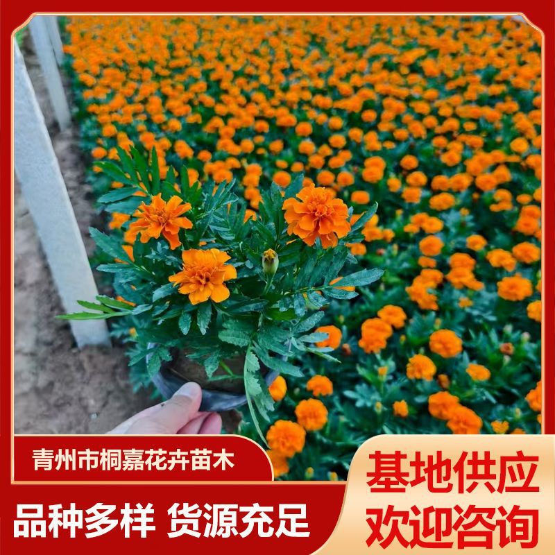 观赏花卉苗 带花苞孔雀草苗圃供应时令草花四季花海