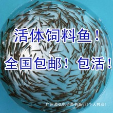 活鱼饲饵鱼麦穗鱼小鱼苗喂龙鱼罗汉鳄龟开口饲料鱼淡水鱼杂鱼