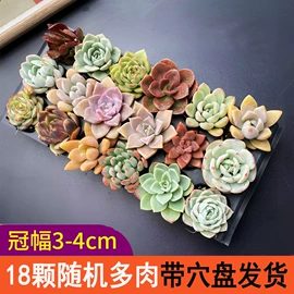 栽培基质;盆栽;营养液