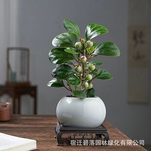 С����������Ԏ����l؛�Gֲ���ܿ͏d�k��������[��ֲ����ʽ�辰