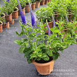 穗花婆婆纳多年生耐寒草本观花植物园林花坛绿化线性切花绿植