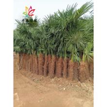 棕榈树苗庭院园林耐寒四季常青绿化风景植物大树扇子树热带棕树苗