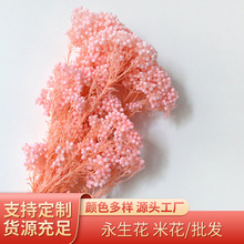 云南凯娜金出口永生花 米花厂家批发保鲜花花材情人节创意礼品
