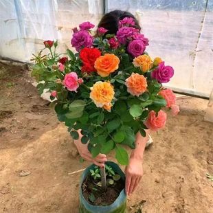 Grafted Tree Stump Rose Flower Seedlings Lollipop Tree-Shaped Rose Fragrant Rose Tree Courtyard Potted Ground Planting Blooming in All Seasons