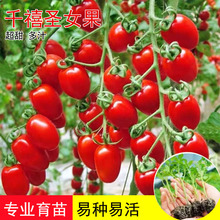 ǧ}Ů߮aСˮtļN̨Բ