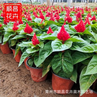 �u�ڻ� ɽ�|����һ֧�P���� ���N�r��ݻ����󃞻��u�ڻ�����