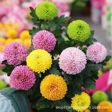 ƹҾջNױļ_Сr׷N҃⻨ԻN