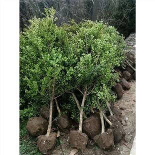 Single-Pole Boxwood Saplings, Melon Seeds, Boxwood House Courtyard, Cold-Resistant Potted Plants, Evergreen Shape Trees, Bonsai Old Tree Stumps in All Seasons