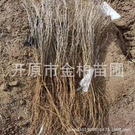 常年供应白柠条造林苗木治沙造林树苗东北柠条锦鸡小苗盆栽杯苗