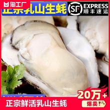 乳山生蚝鲜活5斤牡蛎新鲜海鲜蛎子水产现捕现发整箱送礼