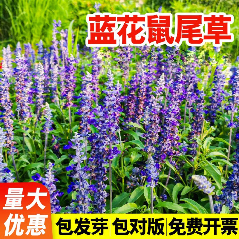 蓝花鼠尾草种子工程绿化花圃花种子好活四季种易活宿根花卉种子