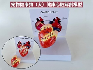 Dog heart model pet dog heart structure animal visceral bone simulation K Veterinary knee ligament pathological ear