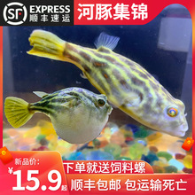 大型觀賞淡水魚 大型觀賞淡水魚批發 促銷價格 產地貨源 阿里巴巴