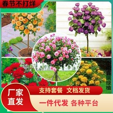 一件代发树状月季花苗四季特大花浓香阳台花卉盆栽嫁接树桩欧月高