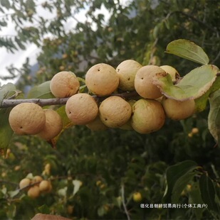 ������Ƥ�P�������ӎ�Ƥ����ـ���������ې�ħ��ʹ�����ԭ�ѳ��o