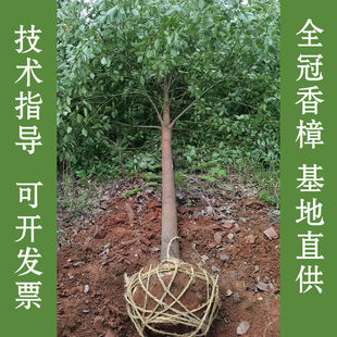 Camphor Saplings, Courtyard Landscape Trees, Large Trees, Precious House Greening Trees, Street Trees, Evergreen All Year Round, Mosquito Repellent and Insect Repellent