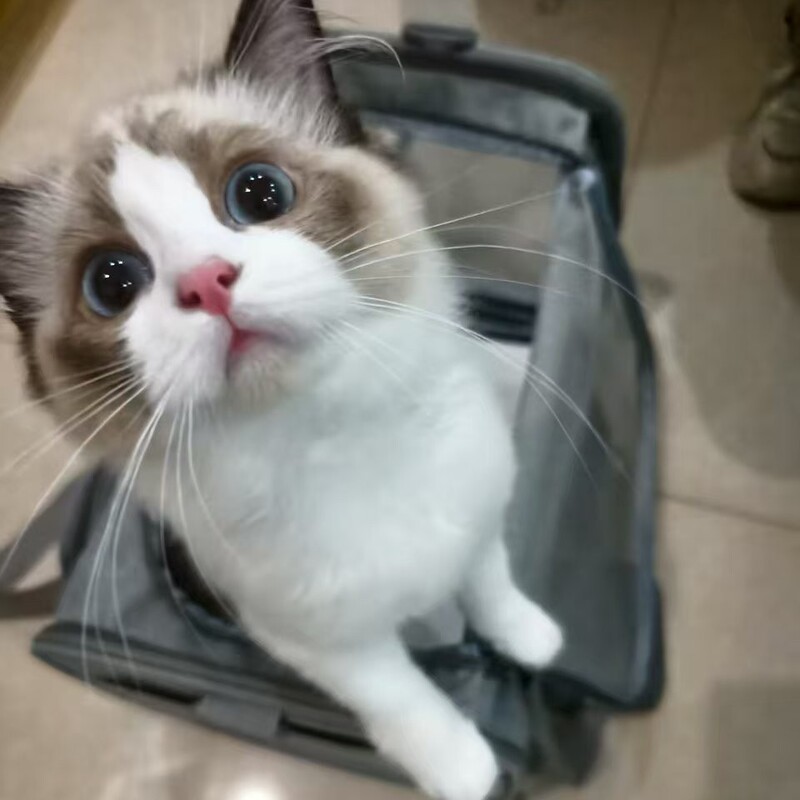 猫包便携猫背包可折叠小型宠物外出包户外猫咪出行手提车载宠物包|undefined