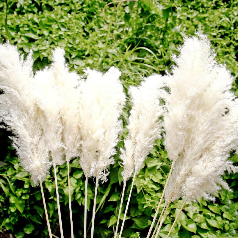 표백된 루차이(귀길이 55cm+)