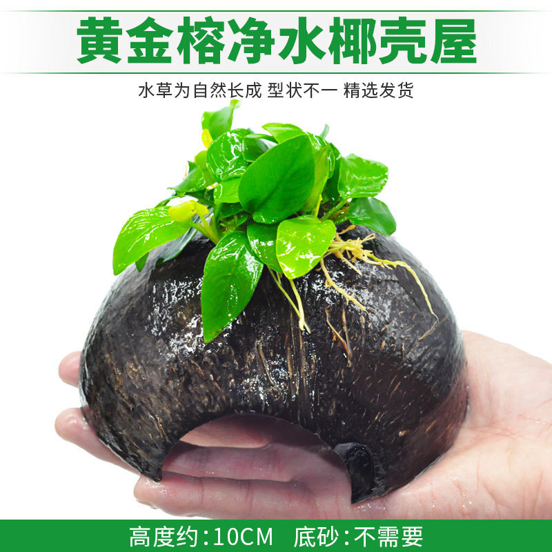 黄金榕净水椰壳屋