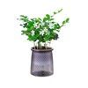 Gray Plastic Plastic Basin Rich Bamboo Gold Diamond Fortune Tree Jiulixiang Green Plant Desktop Good Hydroponic Green Plant Office