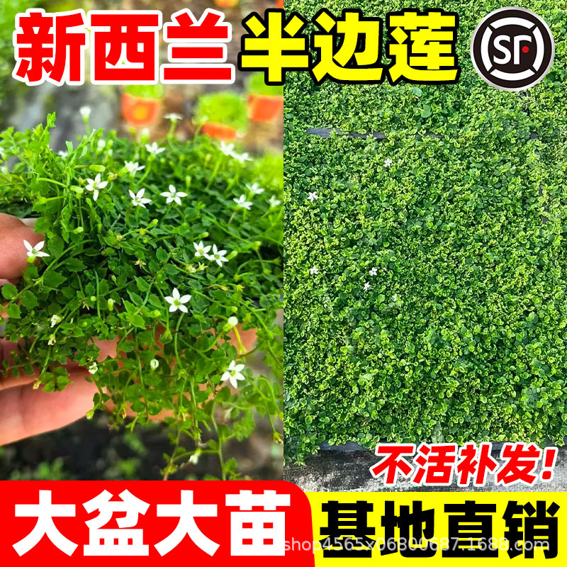 新西兰半边莲草坪盆栽庭院绿化耐热耐寒多年生宿根四季开花植物苗