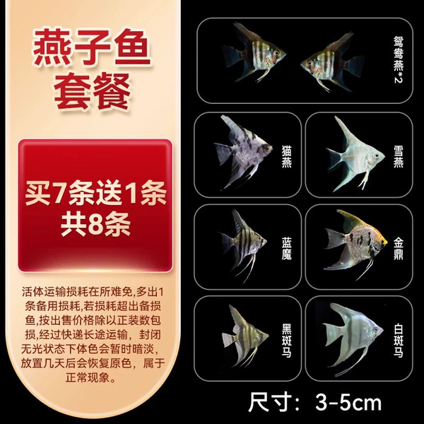 Fairy Swallow Fish Package [7 pieces of 7 pieces in total]