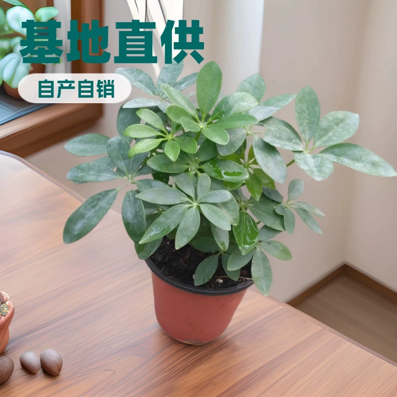 Базовое предприятие поставляет собственные комнатные растения для небольших офисов: растения A90 в горшках в форме чашки, с зеленым листьями и древесным стволом.