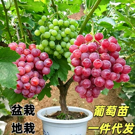 盆栽;一二年生花卉;种子
