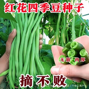 �t���ļ����N�Ӹ߮a�o��ǷN�Ӽܶ�ܿ���N���r���ļ����߲˷N��