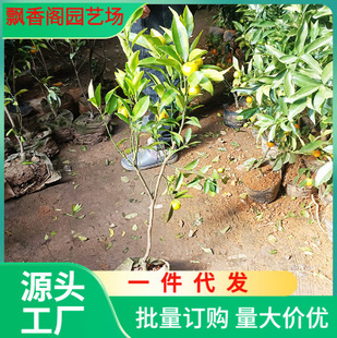 �������l��֪�����Ә��� �����s��������� ��Ʒ�N��˹ָ�������