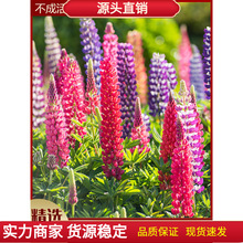 �������N�����ļ��_���׻�������޸����ȶ��҃���ͥԺ���Ի�����