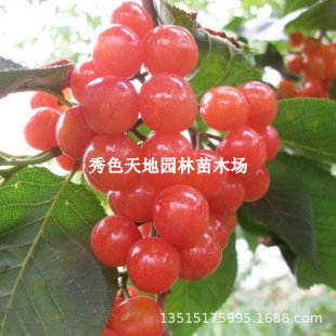 �޽ӱ��ǙѴ���Ҙ����S��܇���ә������Ϸ�����ͥԺ�Nֲ����Y��