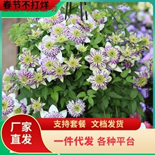 �»��ϸ��_���_�F��ɏ���������̨ͥԺ�ͺ����ٻ��ܶ༾����ֲ��