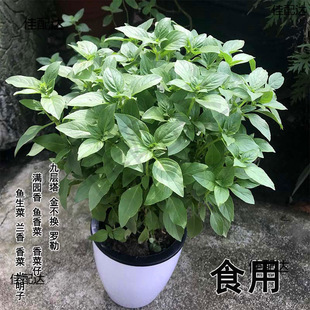 �����ԾŌ������ʳ���_���~��ʳ����ֲ���ļ��Gֲ���B���l