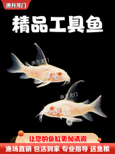 6BVQ清道夫活体小型冷水清洁理鱼缸吃便垃圾金苔鼠除藻热带工具鱼
