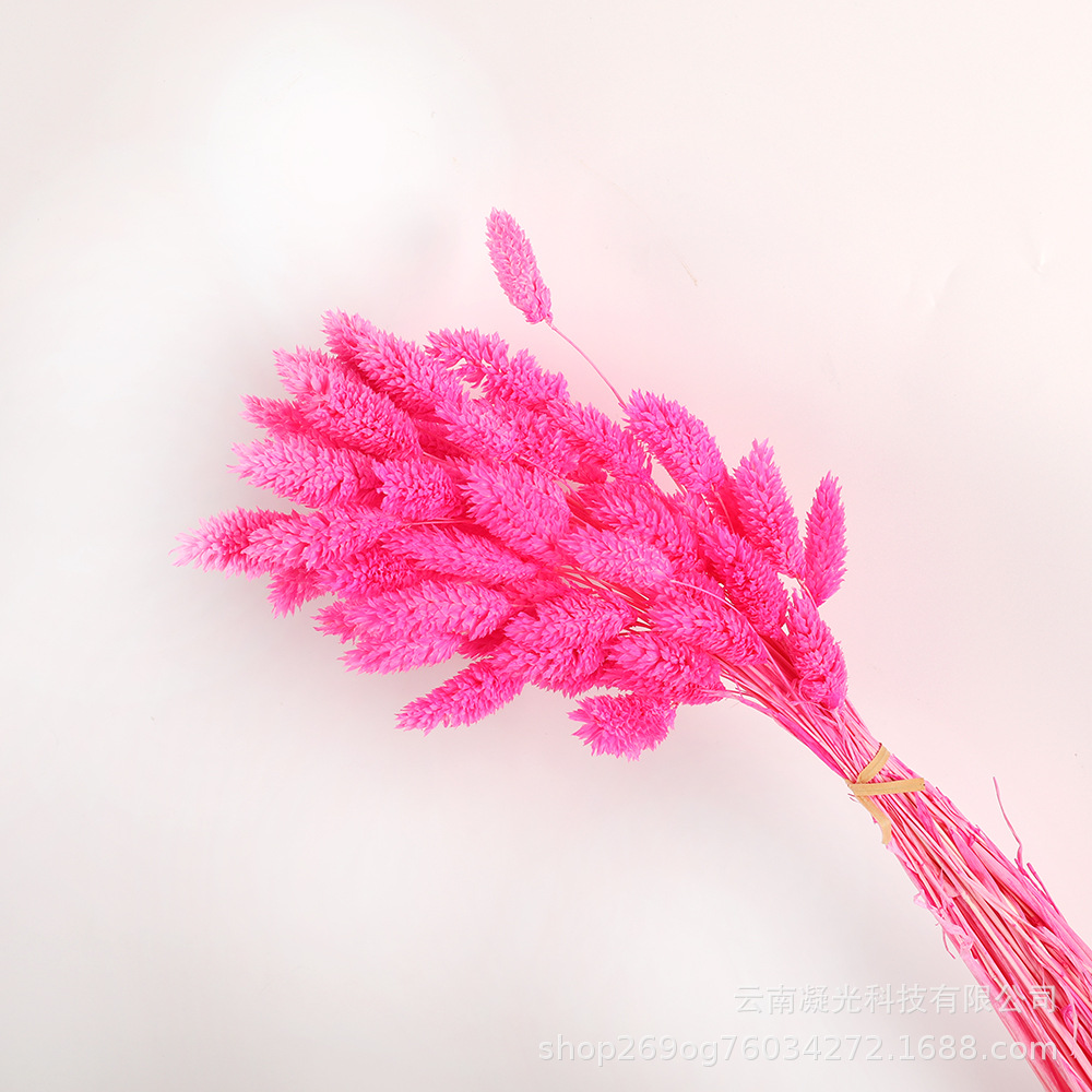 딥 로즈 파우더